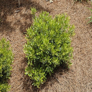 Myrica Cerifera Dons Dwarf Wax Myrtle