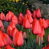 Tulipa Bulb Darwin Hybrid Red Impression Tulip 100 Count Bag