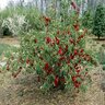 Chaenomeles X Superba Texas Scarlet Flowering Quince 1 gal. Container