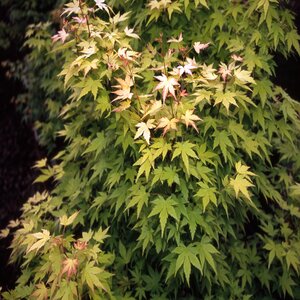 Acer Palmatum Orange Dream Japanese Maple