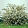 Cornus x Stellar Celestial Dogwood 3 in. Caliper Ball and Burlap
