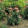 Echinacea Purpurea Coneflower SP4 Container