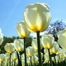 Tulipa Bulb Fosteriana Emperor White Emperor Tulip 100 Count Bag