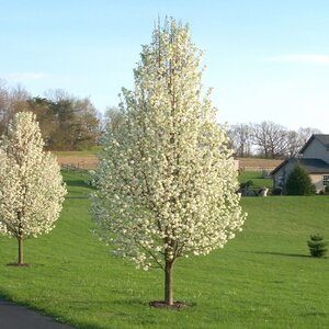 Pyrus Calleryana Cleveland Select Flowering Pear