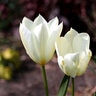 Tulipa Bulb Fosteriana Emperor White Emperor Tulip 100 Count Bag