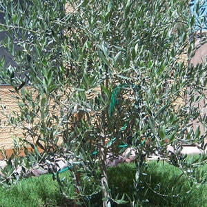 Olea Europaea Wilsonii Fruitless Olive