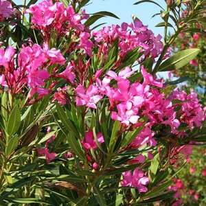 Nerium Oleander Hardy Pink Oleander