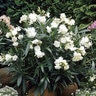 Nerium Oleander Hardy White Oleander