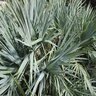 Serenoa Repens Silver Saw Palmetto