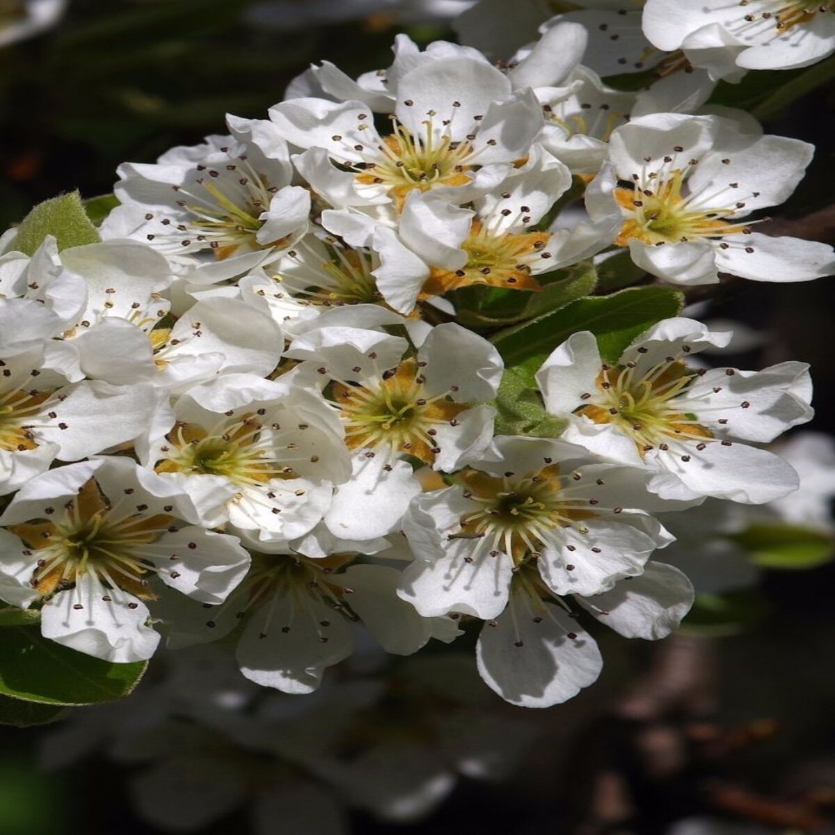 Pyrus Calleryana Trinity Flowering Pear | SiteOne US