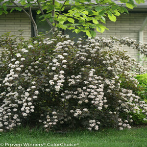 Physocarpus Opulifolius Summer Wine Ninebark