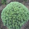 Pinus Sylvestris Glauca Nana Scots Pine Tree Form Standard 42 in. Height Ball and Burlap