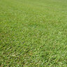 Centipede Sod Centipedegrass (per sq. ft.)
