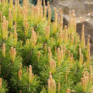 Pinus Mugo var. Pumilio Mountain Pine