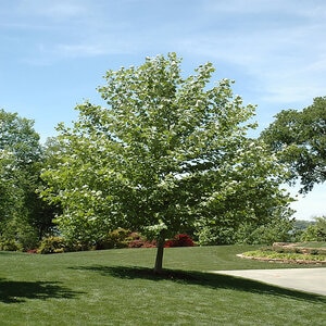 Platanus Mexicana Mexican Sycamore