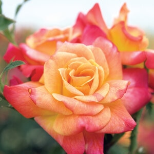 Rosa X Josephs Coat Climbing Rose