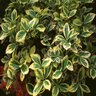 Euonymus Japonicus Aureomarginatus Japanese Euonymus 5 gal. Container