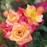 Rosa X Josephs Coat Climbing Rose