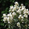 Lagerstroemia X Enduring Summer White Garden Debut Crape Myrtle 3 gal. Container