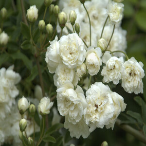 Rosa Banksiae Alba Plena White Lady Banks Climbing Rose