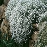 Cerastium Tomentosum Snow In Summer SP4 Container
