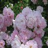 Rosa X Flower Carpet Noamel Appleblossom Rose
