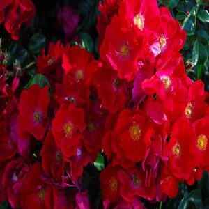 Rosa X Flower Carpet Noare Red Rose