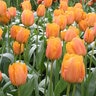 Tulipa Bulb Darwin Hybrid Daydream Tulip