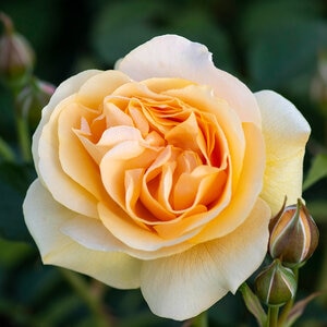 Rosa Floribunda Julia Child Rose