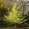Larix Laricina Tamarack 10 ft. Ball and Burlap