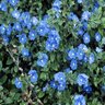 Evolvulus Pilosus Blue Daze Shaggy Dwarf Morning Glories SP5 Container