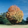 Acer Saccharum Astis Steeple Sugar Maple