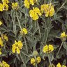 Phlomis Fruiticosa Jerusalem Sage 1 gal. Container