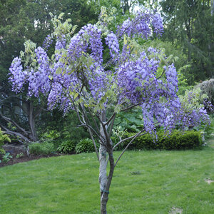 Wisteria Macrostachya Blue Moon Wisteria