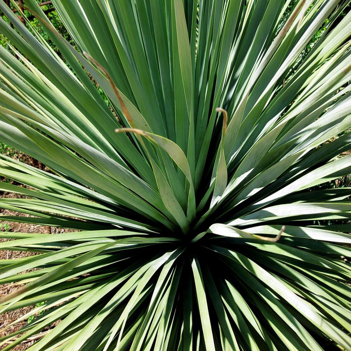 Nolina Nelsonii Nelsons Bear Grass | SiteOne US