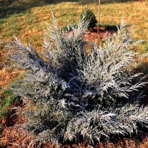 Juniperus Chinensis Angelica Blue Chinese Juniper