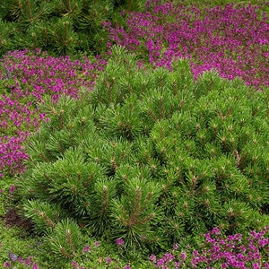 Pinus Mugo Mops Mountain Pine