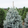 Picea Pungens Blue Select Colorado Spruce