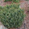 Picea Abies Lanhams Beehive Norway Spruce