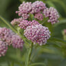Asclepias Incarnata Cinderella Swamp Milkweed 1 gal. Container