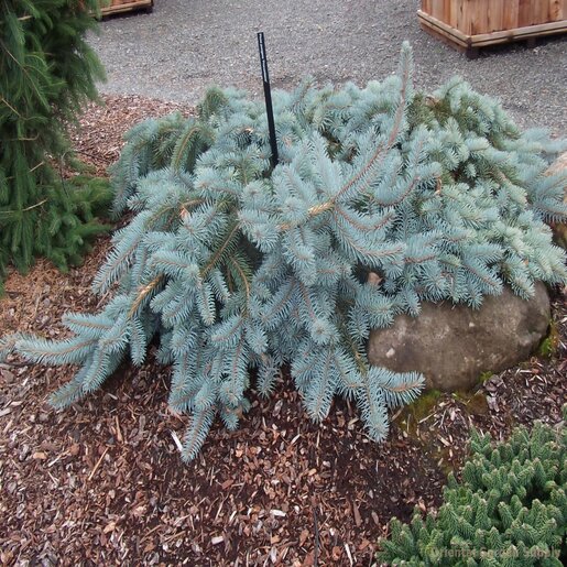 Picea Pungens Procumbens Blue Spruce