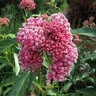 Asclepias Incarnata Cinderella Swamp Milkweed 1 gal. Container