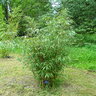 Fargesia Scabrida Clumping Bamboo 2 gal. Container
