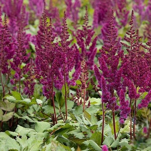 Astilbe Chinensis Vision In Red Chinese Astilbe