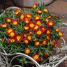 Delosperma Cooperi Wheels of Wonder Fire Wonder Ice Plant 1 gal. Container