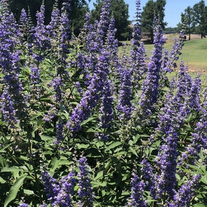 Vitex angus-castus Shoal Creek Chastetree