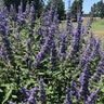 Vitex angus-castus Shoal Creek Chastetree