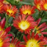 Delosperma Cooperi Wheels of Wonder Fire Wonder Ice Plant 1 gal. Container