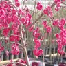 Prunus Persica Crimson Cascade Weeping Peach