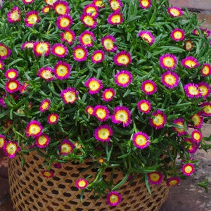 Delosperma Cooperi Wheels of Wonder Pink Wonder Ice Plant